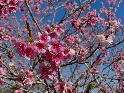 第19回やえせ桜まつり（八重瀬公園の寒緋桜）　提供：八重瀬地域おこし協力隊
