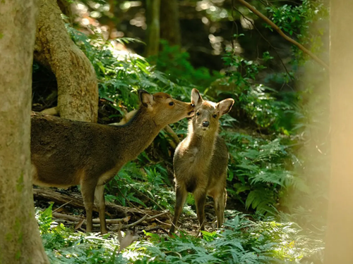 世界遺産だからこそ、すぐに多種多様な動植物に出会えます。