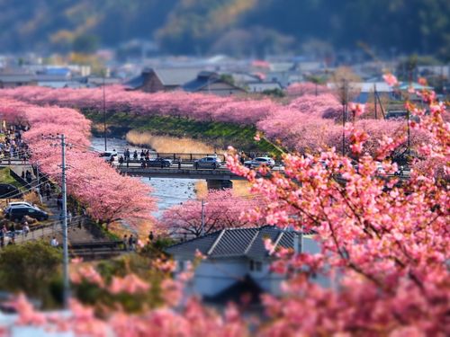 ２月の河津の様子