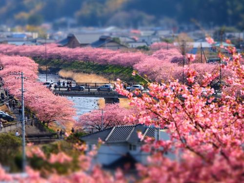 ２月の河津の様子