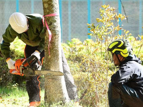 地元の林業事業者によるチェンソー体験