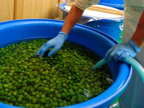 小豆島らしいオリーブの仕事を経験（一例）