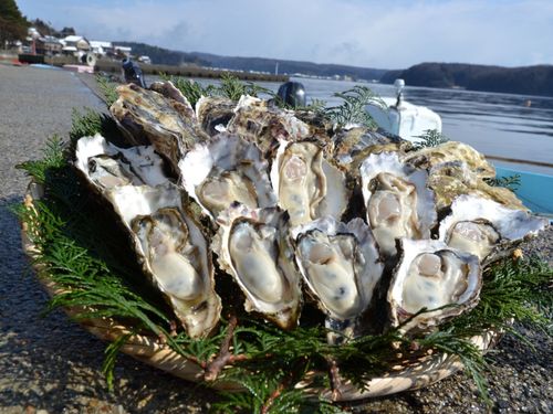 内海の穴水湾でゆっくりと育った能登牡蠣