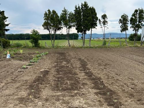 実際の畑