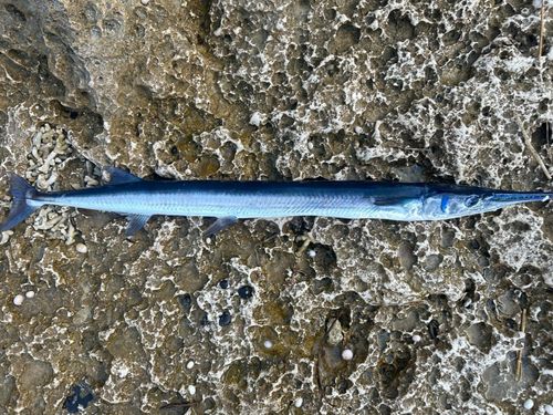 ダツ（オキザヨリ）。ルアー釣りをする上で避けては通れない厄介者。