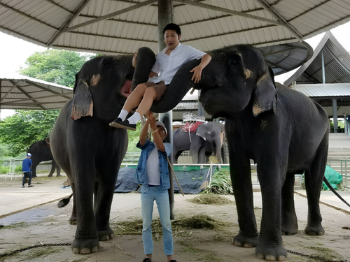 タイのクロコダイルファームにて