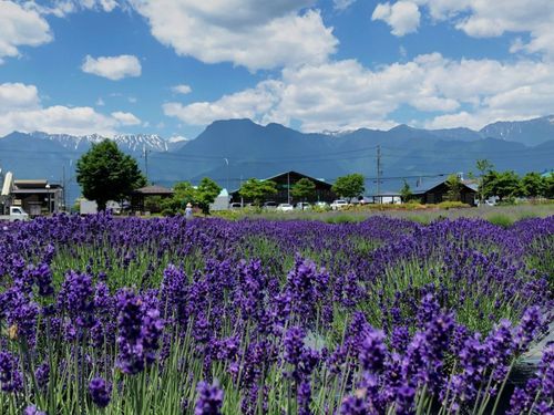 6月～7月はラベンダーが咲きます