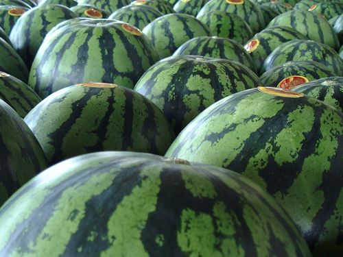 シャリ感と飽きのこない甘みのスイカ