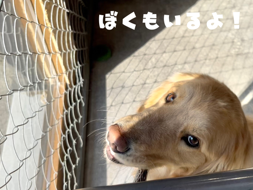 看板犬たろう