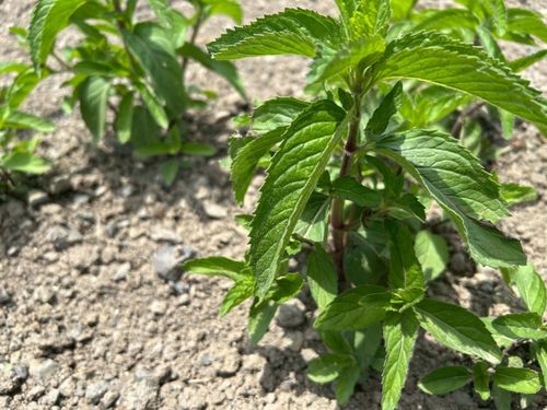 和ハッカに使える除草剤はなく、雑草取りはすべて手作業です