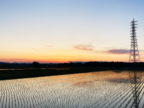 早苗のころ、水田が作る美しい風景。日野町では水稲がメインです。