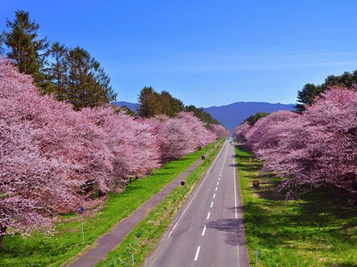 新ひだか町の春を象徴する、北海道遺産の桜並木です。