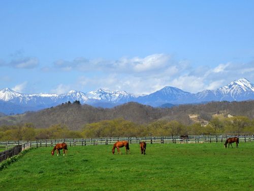 日高山脈を望む牧場風景。馬が日常にいる新ひだか町です。
