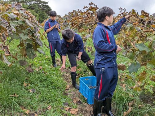 地域資源である「山ぶどう」の収穫体験の様子。