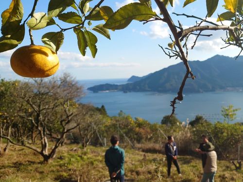 特産「尾鷲甘夏」など農地を守るしごと