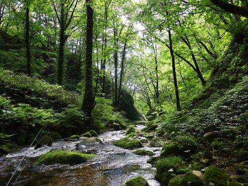 鳥海山水系での渓流釣り