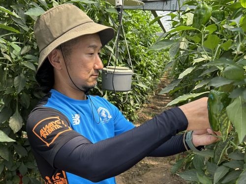 主にナス・ピーマンを栽培していますが、それ以外の野菜も栽培しています。