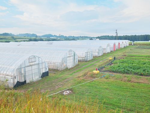 模擬経営研修で使用するビニールハウス