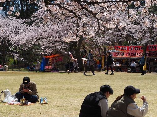 「日本さくら名所100選」にも選ばれている高岡古城公園