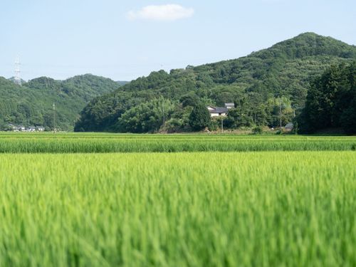 山や田畑に囲まれた、のんびりとした空気のある町です