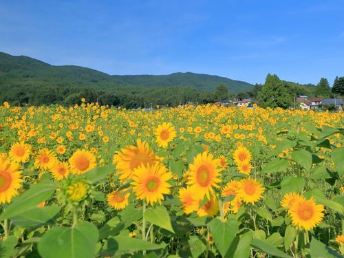 牧野のひまわり畑