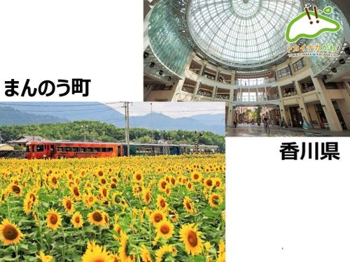 13日（日）出展