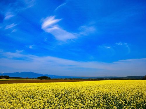 横浜町の春を彩る菜の花