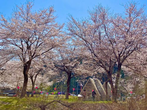 【清津川フレッシュパーク】をはじめ、桜の名所がたくさんあります！