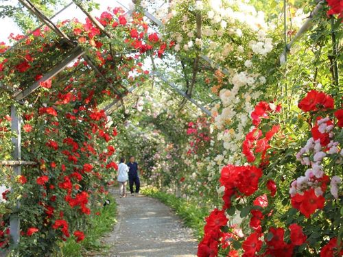 平成の森公園内の「バラの小径」は甘い香り漂うバラの名所として親しまれています。