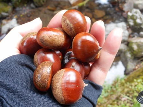 毎年楽しみにしている栗🌰