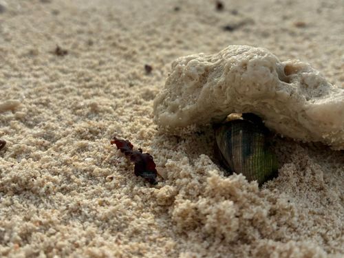 竹富島の星砂の浜（カイジ浜）などでよく出会える、サンゴの影に隠れたヤドカリ