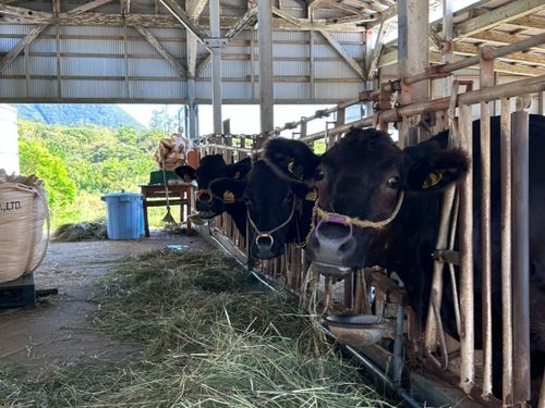 畜産業もさかんな天城町🐃
