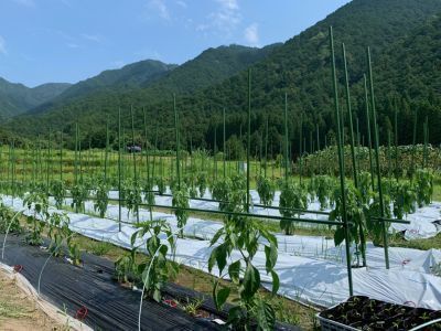 尾鷲の畑で収穫体験！