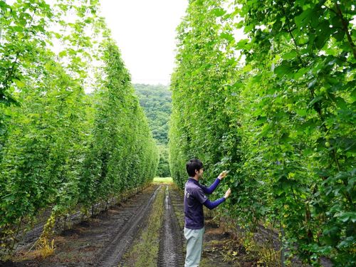 ホップ農家さん（8月初旬の様子）