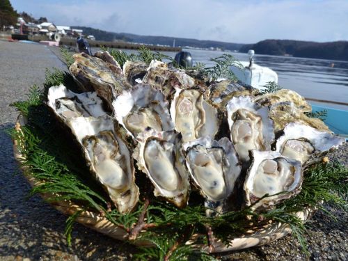内海の穴水湾でゆっくりと育った能登牡蠣