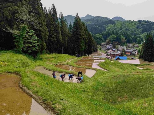 春は棚田で田植え