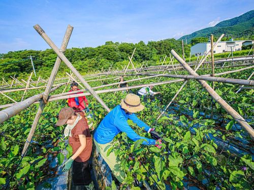 広大な自然と太陽の元、すくすく育った色とりどりの野菜を、農家さんと一緒に収穫。