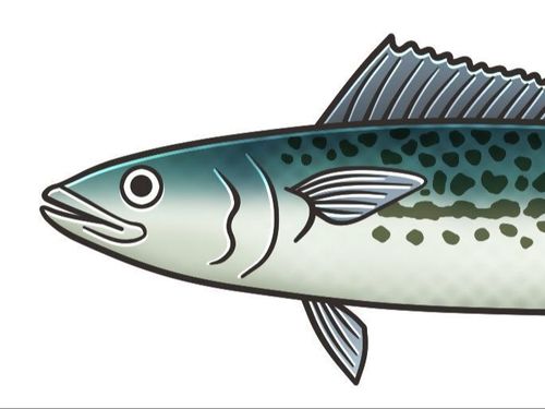 事前受付特典：等身大サワラカレンダー🐟インパクト抜群！