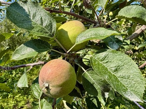 成長中の赤ちゃんりんご🍎赤く大きくなったりんごの収穫をお願いします🧑‍🌾