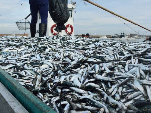 九十九里町はいわし漁が盛んで、いわしは町を代表する特産品のひとつです 