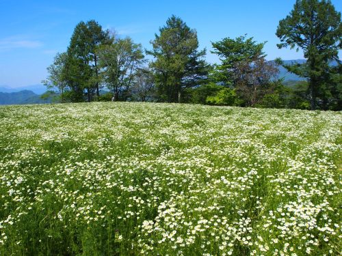 池田町 大峰高原のカミツレ畑