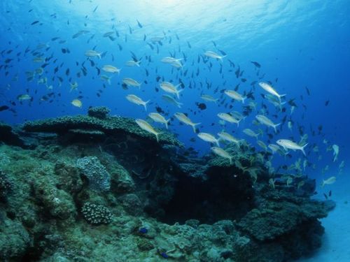 仕事の合間に、海の中の世界へ