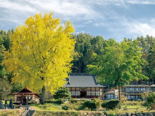長福寺の大銀杏。10月下旬から色づき始め見頃時期には黄金色に輝く