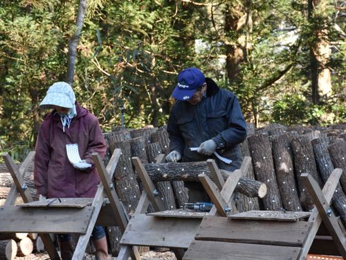 原木シイタケのほだ木に駒菌を打ち込む様子。こういう現場をデジタルで便利にしたい
