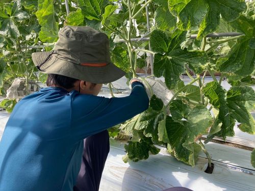 農園で活動する地域留学生の様子です！