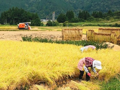 新潟県湯沢町にて稲刈り体験あり！