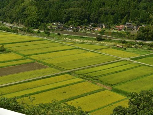 お米の収穫体験ができます