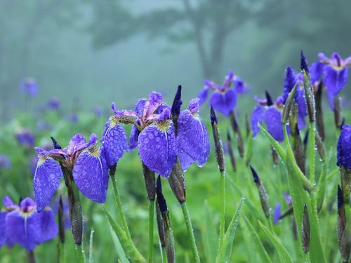町の花、ヒオウギアヤメ。豊かな自然の中で季節の彩りを楽しめます。