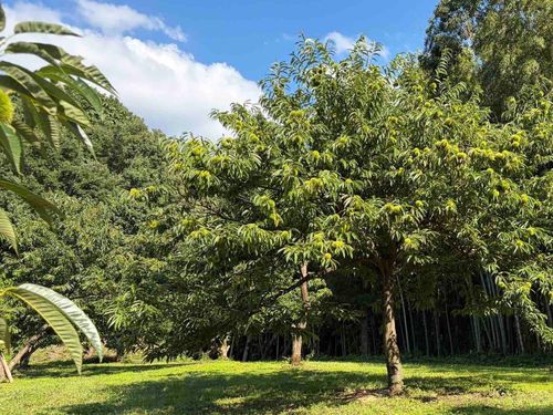 山間部でのびのびと育つ栗の木。更なる拡大のため今回は苗木の定植をお手伝いします！