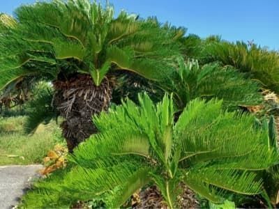 【村花木ソテツ】ソテツの島と呼ばれる粟国島